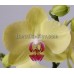 Орхидея 1 ветка (Miraflore)